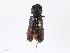  ( - CBG-A16678-A08)  @11 [ ] CreativeCommons - Attribution Share-Alike (2023) CBG Photography Group Centre for Biodiversity Genomics