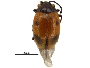  ( - BIOUG02947-G01)  @11 [ ] CreativeCommons - Attribution (2018) CBG Photography Group Centre for Biodiversity Genomics
