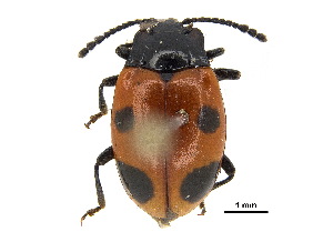  ( - BIOUG02948-B01)  @11 [ ] CreativeCommons - Attribution (2018) CBG Photography Group Centre for Biodiversity Genomics