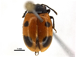  ( - BIOUG02948-B05)  @11 [ ] CreativeCommons - Attribution (2018) CBG Photography Group Centre for Biodiversity Genomics
