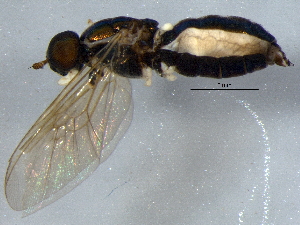  (Cephalochrysa - BIOUG02926-B02)  @13 [ ] CreativeCommons - Attribution (2012) CBG Photography Group Centre for Biodiversity Genomics