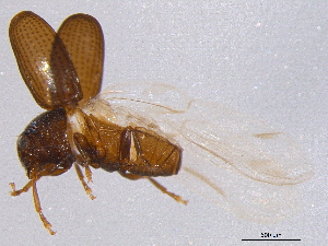  ( - BIOUG02943-G10)  @13 [ ] CreativeCommons - Attribution (2012) CBG Photography Group Centre for Biodiversity Genomics