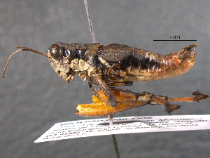  (Melanoplus divergens - BIOUG03086-D06)  @13 [ ] CreativeCommons - Attribution (2012) CBG Photography Group Centre for Biodiversity Genomics