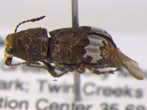  (Eurymycter tricarinatus - BIOUG04006-E08)  @13 [ ] CreativeCommons - Attribution (2013) CBG Photography Group Centre for Biodiversity Genomics