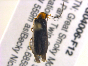  (Rhagonycha parvicollis - BIOUG04006-F12)  @14 [ ] CreativeCommons - Attribution (2013) CBG Photography Group Centre for Biodiversity Genomics