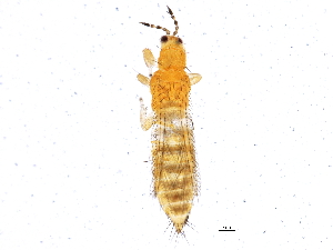  (Frankliniella tritici - BIOUG04493-C05)  @15 [ ] CreativeCommons - Attribution (2013) CBG Photography Group Centre for Biodiversity Genomics
