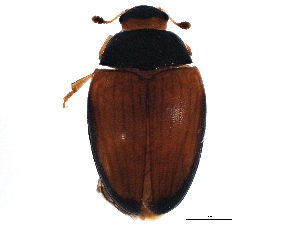  (Tritoma - BIOUG04545-C06)  @15 [ ] CreativeCommons - Attribution (2013) CBG Photography Group Centre for Biodiversity Genomics