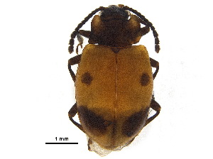  ( - BIOUG04545-G01)  @11 [ ] CreativeCommons - Attribution (2018) CBG Photography Group Centre for Biodiversity Genomics