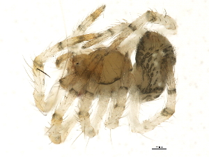  ( - BIOUG04810-D07)  @12 [ ] CreativeCommons - Attribution (2013) CBG Photography Group Centre for Biodiversity Genomics