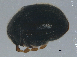  ( - BIOUG04767-B09)  @13 [ ] CreativeCommons - Attribution (2013) CBG Photography Group Centre for Biodiversity Genomics