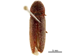  ( - BIOUG04711-E08)  @11 [ ] CreativeCommons - Attribution (2019) CBG Photography Group Centre for Biodiversity Genomics