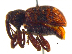  (Conotrachelus juglandis - BIOUG04711-F01)  @15 [ ] CreativeCommons - Attribution (2013) CBG Photography Group Centre for Biodiversity Genomics