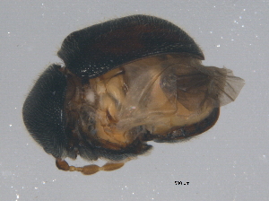  ( - BIOUG04767-H02)  @12 [ ] CreativeCommons - Attribution (2013) CBG Photography Group Centre for Biodiversity Genomics