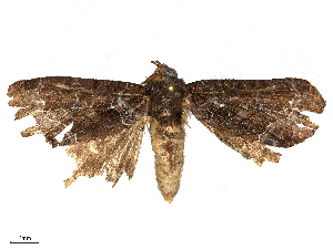  ( - CBG-B00048-A02)  @11 [ ] CreativeCommons - Attribution Share - Alike (2025) CBG Photography Group Centre for Biodiversity Genomics