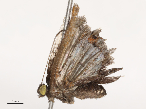  ( - CBG-B00082-A06)  @11 [ ] CreativeCommons - Attribution Share - Alike (2025) CBG Photography Group Centre for Biodiversity Genomics