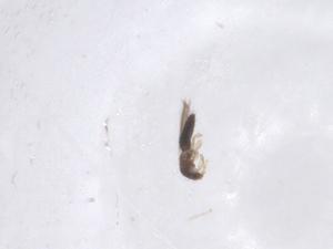  ( - CBG-B00704-F05)  @11 [ ] CreativeCommons - Attribution Share - Alike (2025) Centre for Biodiversity Genomics Centre for Biodiversity Genomics