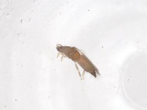  ( - CBG-B00706-H07)  @11 [ ] CreativeCommons - Attribution Share - Alike (2025) Centre for Biodiversity Genomics Centre for Biodiversity Genomics