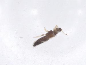  ( - CBG-B00707-C12)  @11 [ ] CreativeCommons - Attribution Share - Alike (2025) Centre for Biodiversity Genomics Centre for Biodiversity Genomics