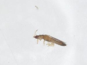  ( - CBG-B00708-A10)  @11 [ ] CreativeCommons - Attribution Share - Alike (2025) Centre for Biodiversity Genomics Centre for Biodiversity Genomics