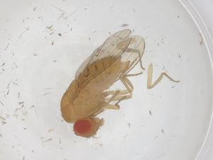  ( - CBG-B04080-A04)  @11 [ ] CreativeCommons - Attribution Share - Alike (2025) Centre for Biodiversity Genomics Centre for Biodiversity Genomics