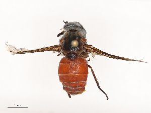  ( - CBG-B20287-E05)  @11 [ ] CreativeCommons - Attribution Share - Alike (2025) CBG Photography Group Centre for Biodiversity Genomics