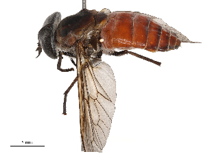  ( - CBG-B20287-E06)  @11 [ ] CreativeCommons - Attribution Share - Alike (2025) CBG Photography Group Centre for Biodiversity Genomics