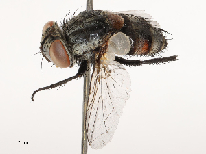  ( - CBG-B20287-F04)  @11 [ ] CreativeCommons - Attribution Share - Alike (2025) CBG Photography Group Centre for Biodiversity Genomics