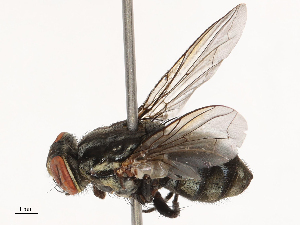  ( - CBG-B20287-G04)  @11 [ ] CreativeCommons - Attribution Share - Alike (2025) CBG Photography Group Centre for Biodiversity Genomics