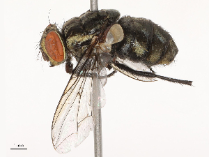  ( - CBG-B20287-H11)  @11 [ ] CreativeCommons - Attribution Share - Alike (2025) CBG Photography Group Centre for Biodiversity Genomics