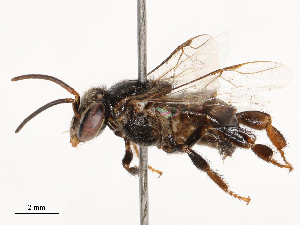  ( - CBG-B21221-F01)  @11 [ ] CreativeCommons - Attribution Share - Alike (2025) CBG Photography Group Centre for Biodiversity Genomics