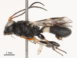  ( - CBG-B21223-C01)  @11 [ ] CreativeCommons - Attribution Share - Alike (2025) CBG Photography Group Centre for Biodiversity Genomics