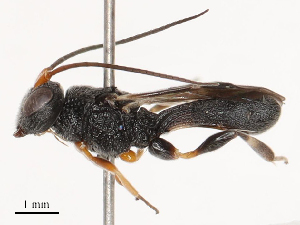  ( - CBG-B21223-C02)  @11 [ ] CreativeCommons - Attribution Share - Alike (2025) CBG Photography Group Centre for Biodiversity Genomics