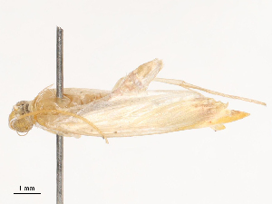  ( - CBG-B21224-B04)  @11 [ ] CreativeCommons - Attribution Share - Alike (2025) CBG Photography Group Centre for Biodiversity Genomics