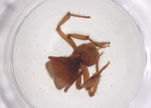  ( - CBG-B21476-H11)  @11 [ ] CreativeCommons - Attribution Share - Alike (2025) Centre for Biodiversity Genomics Centre for Biodiversity Genomics