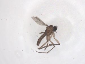  (Culex spissipes - CBG-B22167-E02)  @11 [ ] CreativeCommons - Attribution Share - Alike (2025) Centre for Biodiversity Genomics Centre for Biodiversity Genomics