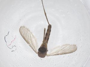  (Culex zabanicus - CBG-B23281-F12)  @11 [ ] CreativeCommons - Attribution Share - Alike (2025) Centre for Biodiversity Genomics Centre for Biodiversity Genomics