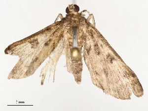  ( - CBG-B23304-A11)  @11 [ ] CreativeCommons - Attribution Share - Alike (2025) CBG Photography Group Centre for Biodiversity Genomics