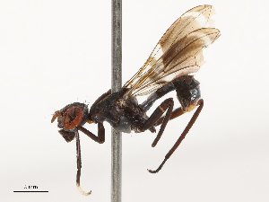  (Taeniaptera lasciva - CBG-B23304-C04)  @11 [ ] CreativeCommons - Attribution Share - Alike (2025) CBG Photography Group Centre for Biodiversity Genomics