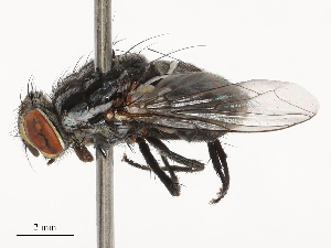  (Oxysarcodexia avuncula - CBG-B23304-G02)  @11 [ ] CreativeCommons - Attribution Share - Alike (2025) CBG Photography Group Centre for Biodiversity Genomics