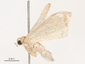  ( - CBG-B23311-A08)  @11 [ ] CreativeCommons - Attribution Share - Alike (2025) CBG Photography Group Centre for Biodiversity Genomics