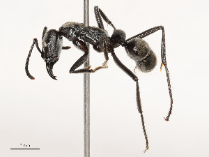  ( - CBG-B23311-D08)  @11 [ ] CreativeCommons - Attribution Share - Alike (2025) CBG Photography Group Centre for Biodiversity Genomics