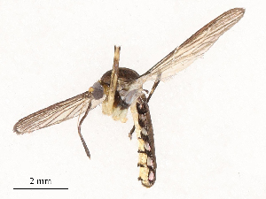  (Culex urichii - CBG-B23311-H10)  @11 [ ] CreativeCommons - Attribution Share - Alike (2025) CBG Photography Group Centre for Biodiversity Genomics