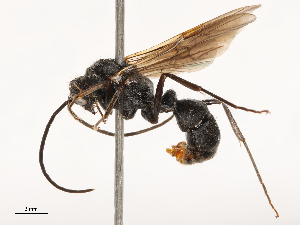  ( - CBG-B23320-D11)  @11 [ ] CreativeCommons - Attribution Share - Alike (2025) CBG Photography Group Centre for Biodiversity Genomics