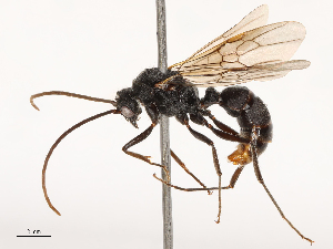  ( - CBG-B23320-D12)  @11 [ ] CreativeCommons - Attribution Share - Alike (2025) CBG Photography Group Centre for Biodiversity Genomics