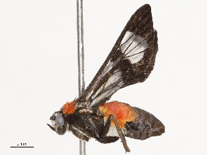  (Pheia nana - CBG-B23320-H01)  @11 [ ] CreativeCommons - Attribution Share - Alike (2025) CBG Photography Group Centre for Biodiversity Genomics