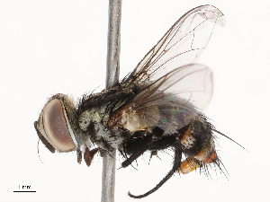  ( - CBG-B23324-G01)  @11 [ ] CreativeCommons - Attribution Share - Alike (2025) CBG Photography Group Centre for Biodiversity Genomics