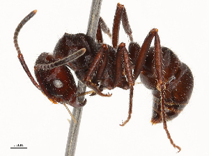  ( - CBG-B23324-G05)  @11 [ ] CreativeCommons - Attribution Share - Alike (2025) CBG Photography Group Centre for Biodiversity Genomics