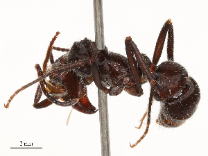  ( - CBG-B23324-G06)  @11 [ ] CreativeCommons - Attribution Share - Alike (2025) CBG Photography Group Centre for Biodiversity Genomics