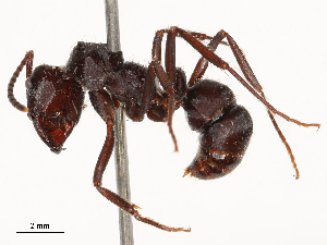  ( - CBG-B23324-G07)  @11 [ ] CreativeCommons - Attribution Share - Alike (2025) CBG Photography Group Centre for Biodiversity Genomics