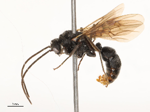  ( - CBG-B23324-G08)  @11 [ ] CreativeCommons - Attribution Share - Alike (2025) CBG Photography Group Centre for Biodiversity Genomics